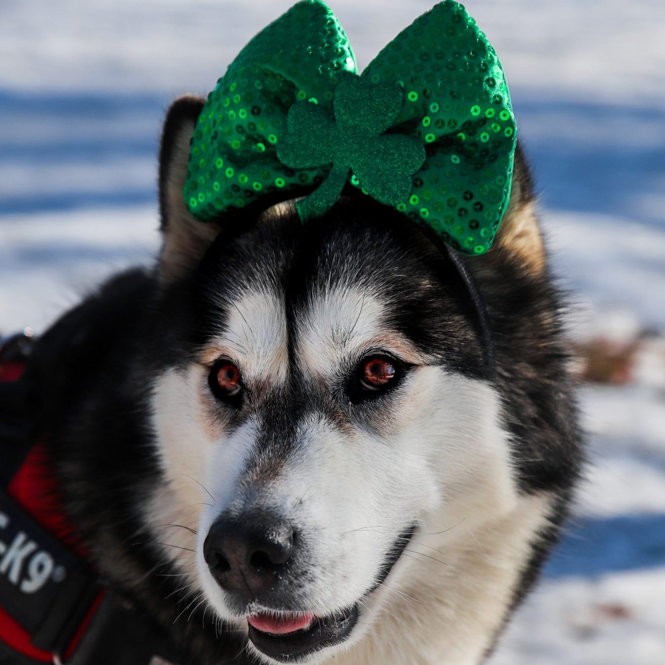 black and white siberian husky with green hat on snow covered ground during daytime