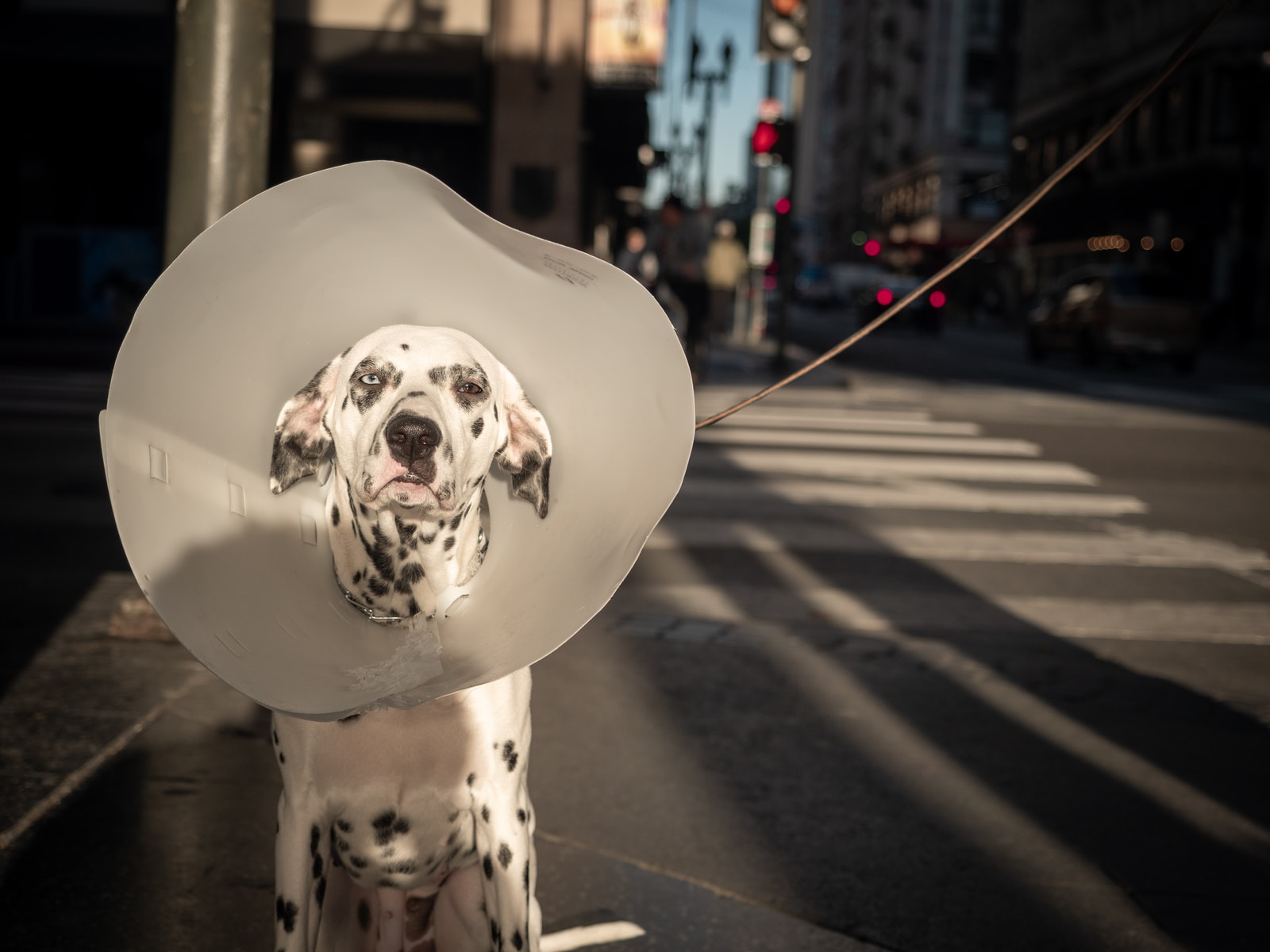 dalmatian dog sitting on the street