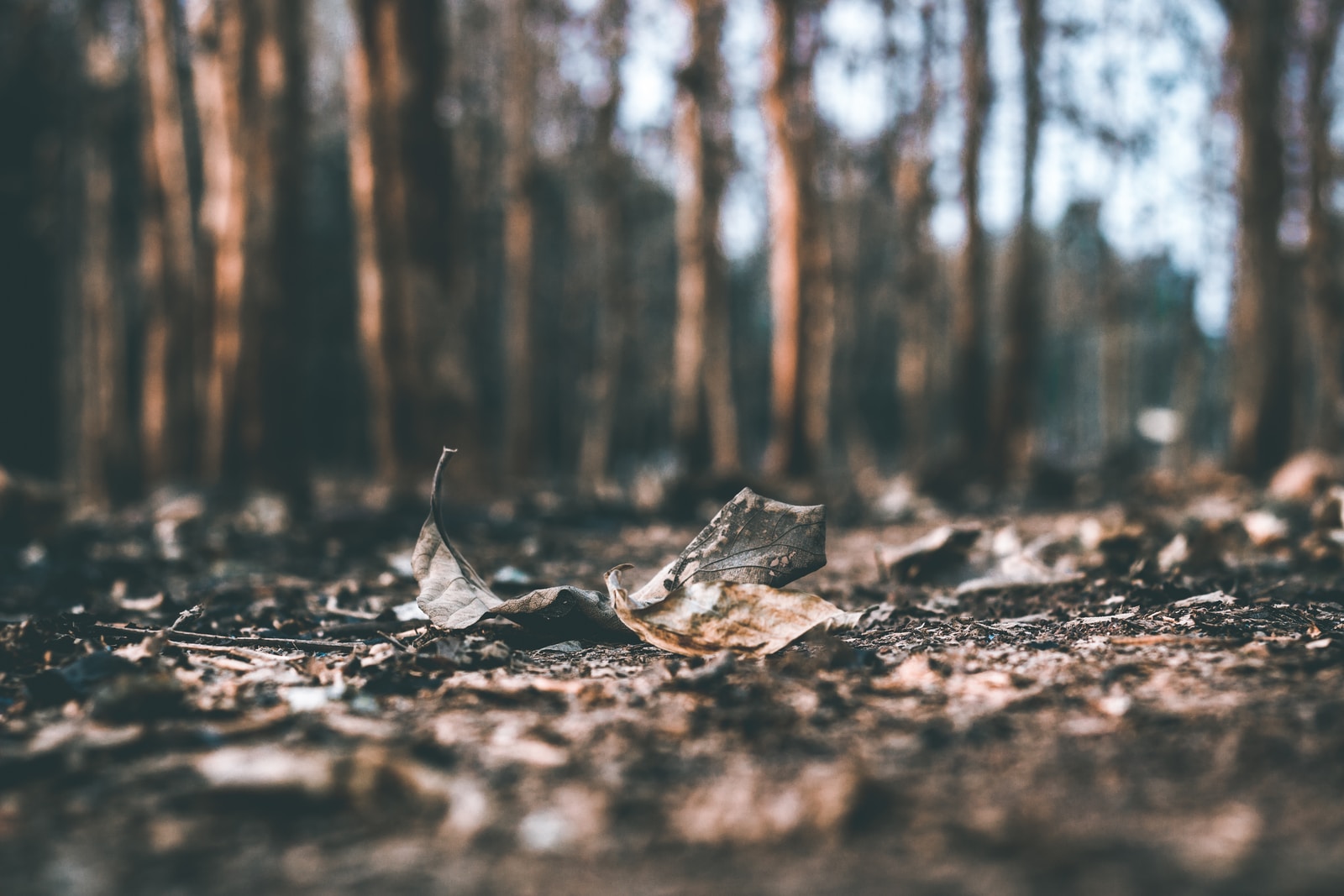 selective focus photography of dried leaves