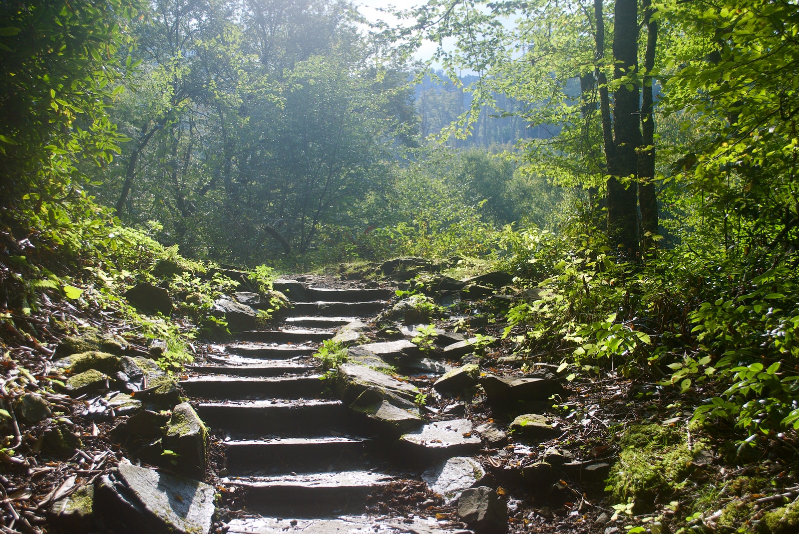 photo of forest stairs